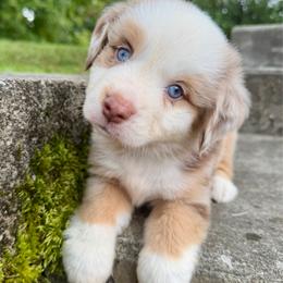 Astro - Red merle male Miniature Australian Shepherd puppy in Sandy Hook, Kentucky from RidgeTop Aussies