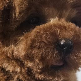 Maltipoos and Poodles from Maltipoos SD