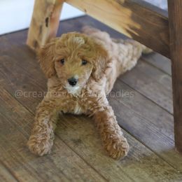 Girl 1 - Goldendoodle puppy in Idaho from Creamery Hollow Doodles