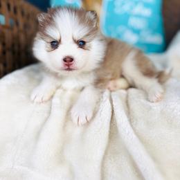 Girl 2 - Red and white female Pomsky puppy in Yavapai County, Arizona from Pawsh Pomskies