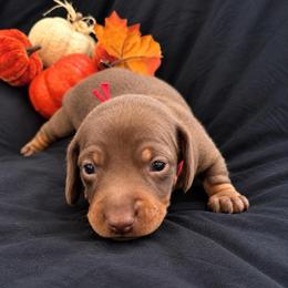 Stitch AKC - 3,000 - Chocolate and tan male Dachshund puppy in Indian Trail, North Carolina from Hilda’s Teenie Weenies