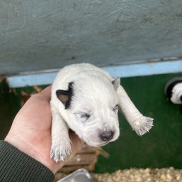Girl 2 - Blue speckled female Australian Cattle Dog puppy in Mooresboro, North Carolina from Grog Creek Kennel