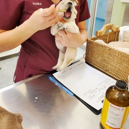 Golden Retriever Puppies from Golden Meadows of Utah