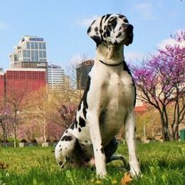 Great Danes from Acres Verdes Danes