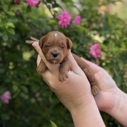 Duchess - Red  female Goldendoodle puppy in Wharton, Texas from Little Fur Friends