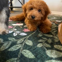 Sydney - Red female Cavapoo puppy in Fort Worth, Texas from Aloha Paradise Poodles LLC