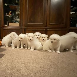 Samoyed Puppies from Easter’s Dogwood Acres