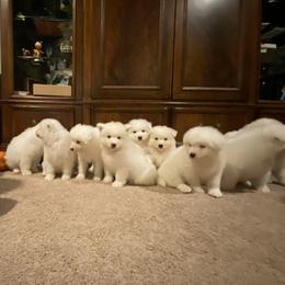 Samoyed Puppies from Easter’s Dogwood Acres