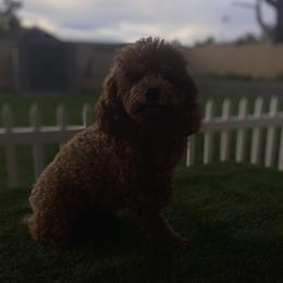 Ginger - French Bulldog
