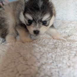 Avery - Black and white female Pomsky puppy in Spring Hill, Florida from www.PuppyTimeEmporium.com
