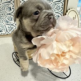 French Bulldog Puppies from Spoiled Frenchies