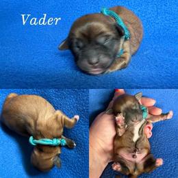 Vader - Red gold male Lhasa Apso puppy in Cincinnati, Ohio from Shangri-La Lhasa Apsos