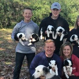 Sheepadoodle Puppies from Narrow Path Puppies