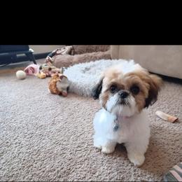 Shih Tzu Puppies from Grandma Ts Precious Puppies