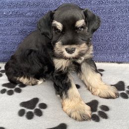 Tish - Yellow Collar - Black and silver female Miniature Schnauzer puppy in Robstown, Texas from Alves Miniature Schnauzers