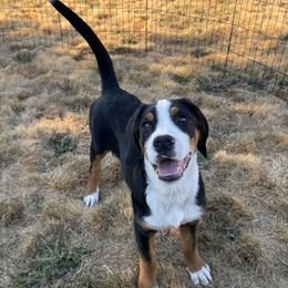 Purple Collar Girl - Black, white and red female Greater Swiss Mountain Dog puppy in Oregon City, Oregon from Runamuck's Greater Swiss Mountain Dogs