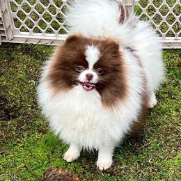 Cahulla - Chocolate parti female Pomeranian puppy in El Paso, Texas from Texas quality pomeranians