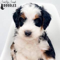 Aiden - male Australian Mountain Doodle puppy in Tipton, Indiana from Country Creek Doodles