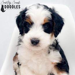 Aiden - male Australian Mountain Doodle puppy in Tipton, Indiana from Country Creek Doodles