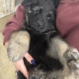 Luna male - Black and red male German Shepherd puppy in Herrick, South Dakota from Dakota Shepherds Kennels