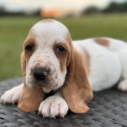 Paisley - Lemon and white female Basset Hound puppy in Richmond, Kentucky from Walters Hollow Hounds