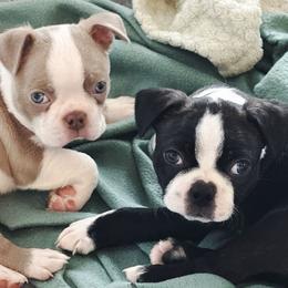 Boston Terrier puppies from Blue House Bostons