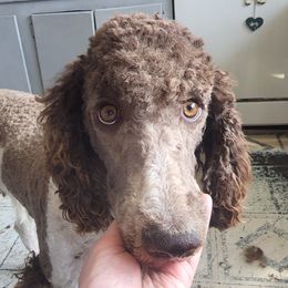 Willow - Poodle