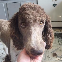 Willow - Poodle