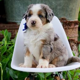 Bernedoodle puppies from Archer Hill Farm