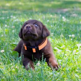 RGR's Kurt-051 - Chocolate male Labrador Retriever puppy in Morris Plains, New Jersey from Rose Gold Retrievers