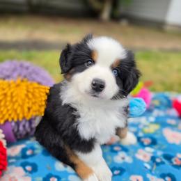 Boy 4 - male Miniature American Shepherd puppy in Kalama, Washington from Lone Pine Miniature American Shepherds
