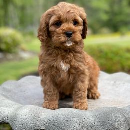 Cavapoo, Maltipoo, and Poodle Puppies from My Sweet Poodles and Doodles