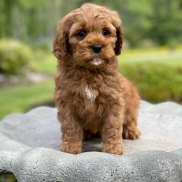Cavapoo, Maltipoo, and Poodle Puppies from My Sweet Poodles and Doodles