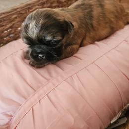Female 2 - Brindle female Shih Tzu puppy in Riverview, Florida from Dancing Sun Breeding
