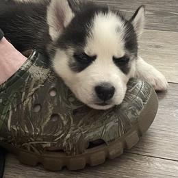 Siberian Husky Puppies from McDonald's Homegrown Huskies