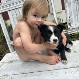 Border Collie Puppies from Athena’s Collies