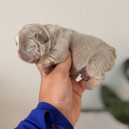 French Bulldog Puppies from Infinity French Bulldogs