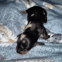 Sterling - Dapple male Dachshund puppy in Connersville, Indiana from MoonShine Babies