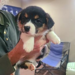 Girl 1 - Pembroke Welsh Corgi puppy from S and S Corgi's