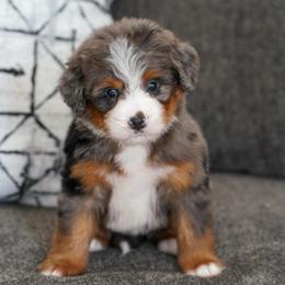 Pebbles - Merle female Bernedoodle puppy in Dundee, Ohio from Down Home Doodle