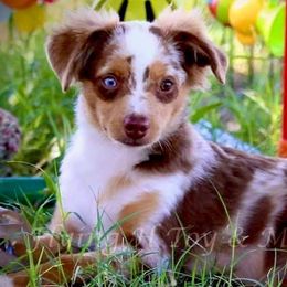 Miniature Australian Shepherds and Toy Australian Shepherds from Pawesome Lil Aussies