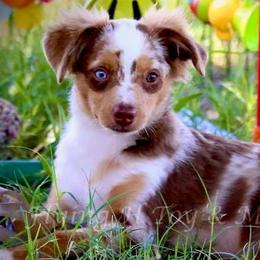 Miniature Australian Shepherds and Toy Australian Shepherds from Pawesome Lil Aussies