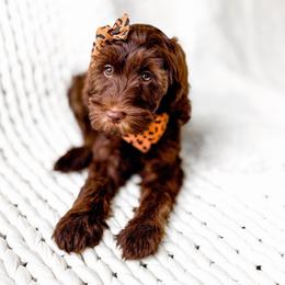 Elowen - Chocolate female Goldendoodle puppy in Springville, Utah from Happy Doodle