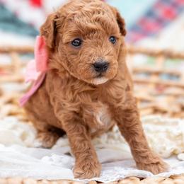 Dolly - Red  female Goldendoodle puppy in Lumberton, Mississippi from SouthernDoodlebug/ Utah Doodlebug