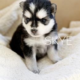 Girl 1 - Black and white female Pomsky puppy in Grass Valley, California from Karalot Pomskies