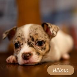 Wilma - Chocolate female Chihuahua puppy in Tucson, Arizona from Arizona Adventure Chihuahuas