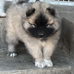 Boy 3 - Sable Eurasier puppy in Soap Lake, Washington from Falling Cedar Farm Samoyeds and Eurasier’s