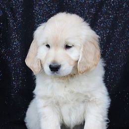Golden Retriever Puppies from Tradition Kennel Retrievers and Spaniels