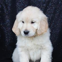 Golden Retriever Puppies from Tradition Kennel Retrievers and Spaniels