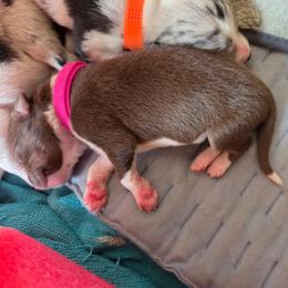 Red White Girl - White and red female Border Collie puppy in Bradley, South Carolina from DiCola Farm